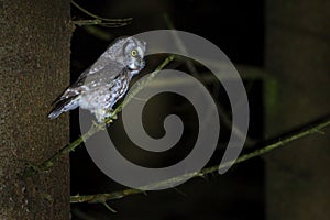 The boreal owl Aegolius funereus