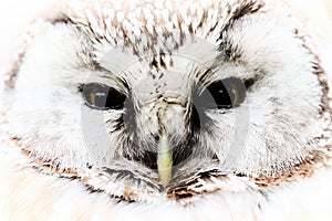 Boreal owl (Aegolius funereus)