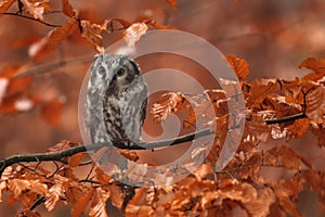Boreal owl, Aegolius funereus, perched on beech branch in colorful autumn forest. Small owl with big yellow eyes