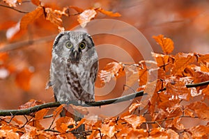 Boreal owl, Aegolius funereus, perched on beech branch in colorful autumn forest. Typical small owl with big yellow eyes