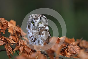 Boreal owl Aegolius funereus perched on beech branch in colorful forest. Typical small owl with big yellow eyes