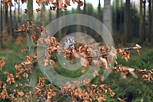 Boreal owl Aegolius funereus perched on beech branch in colorful forest. Typical small owl with big yellow eyes