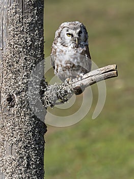 Boreal owl Aegolius funereus perched on a branch