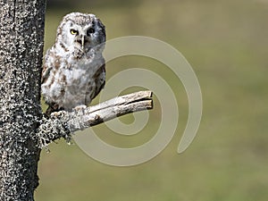 Boreal owl Aegolius funereus perched on a branch