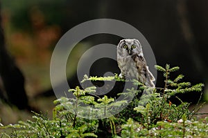 Boreal owl Aegolius funereus perched on mossy stump in forest. Typical small owl with big yellow eyes in morning light.