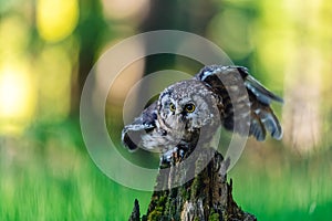 The boreal owl Aegolius funereus, a portrait of this bird with outstretched wings sitting on a perch in the woods. The