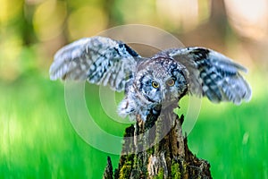 The boreal owl Aegolius funereus, a portrait of this bird with outstretched wings sitting on a perch in the woods. The