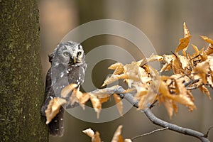 Boreal Owl photo