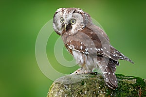 Boreal owl, Aegolius funereus, sitting on larch stone with clear green forest background. Forest bird in the nature habitat. Small