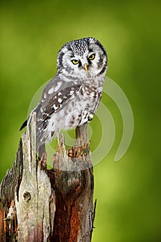 Boreal owl, Aegolius funereus, sitting on larch tree trunk with clear green forest background