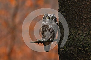 Boreal owl Aegolius funereus sitting next to tree trunk with colorful autumn forest in background. Small owl with big eyes