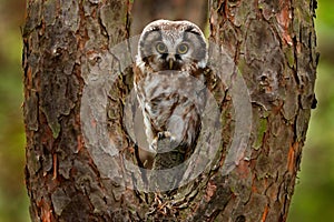 Boreal owl, Aegolius funereus, sitting on old tree trunk with clear green forest in background