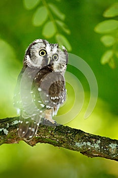 Boreal owl, Aegolius funereus, sitting on the tree branch in green forest background. Owl hidden in green forest vegetation. small