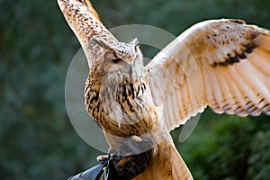 Boreal owl in autumn leaves. Owl Flying. Owl about to land