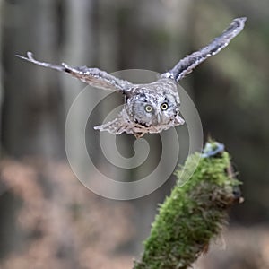 Boreal Owl in flight (Aegolius funereus)