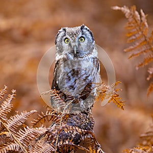 Boreal Owl in flight, Aegolius funereus, Highlands, Czech