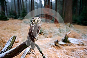 Boreal owl in the forest. Small bird sitting on branch. Animal taken with wide angle lens. Bird in nature habitat, Sweden, Boreal