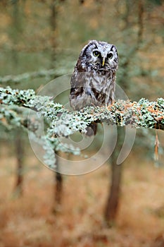 Boreal owl in the forest. Small bird sitting on branch. Animal taken with wide angle lens. Bird in nature habitat, Sweden, Boreal