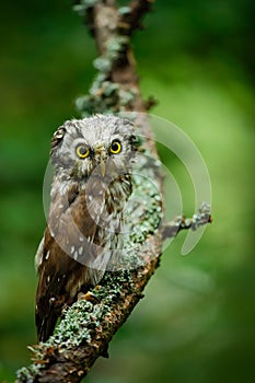 Boreal owl in the green larch autumn forest in central Europe, detail bird portrait in the nature habitat,