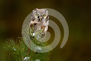 Boreal owl in the green spruce leave autumn forest in central Europe. Detail portrait of bird in the nature habitat, Poland. Owl