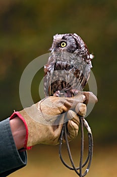 Boreal Owl on Handler's Fist