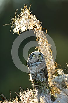 Boreal owl looking up