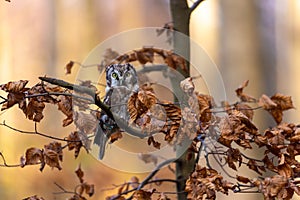 Boreal owl on oak branch with brown leaves