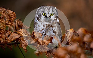 Boreal owl on oak branch with brown leaves