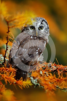 Boreal owl in the orange larch autumn forest in central Europe