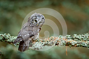 Boreal owl in the orange leave autumn forest in central Europe. Detail portrait of bird in the nature habitat, France. Owl hidden