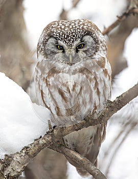 Boreal owl perched in on a tree branch during winter in Canada