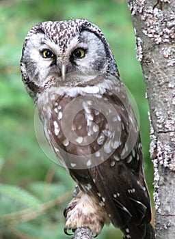 Boreal owl roosting