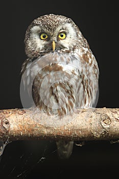 Boreal owl photo