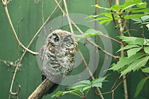 Boreal owl photo