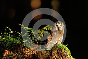 Boreal Owl standing on the moss