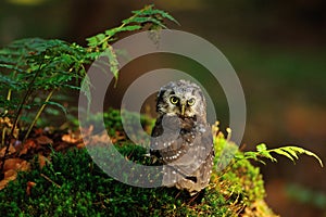 Boreal Owl standing on the moss