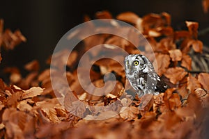 Boreal owl or Tengmalm`s owl Aegolius funereus on a beech tree in orange leaves