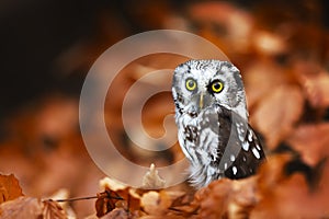 Boreal owl or Tengmalm`s owl Aegolius funereus on a beech tree in orange leaves