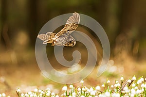 boreal owl or Tengmalm\'s owl (Aegolius funereus) in flight in search of prey