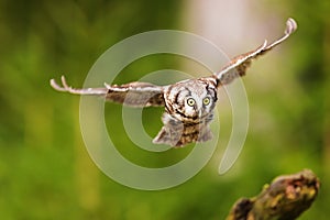 Boreal owl or Tengmalm`s owl Aegolius funereus is flying