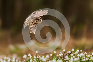 boreal owl or Tengmalm\'s owl (Aegolius funereus) flying over a forest pallet full of snowbells