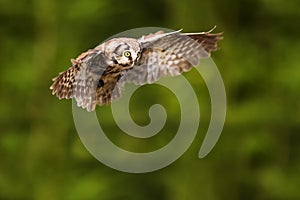 Boreal owl or Tengmalm`s owl Aegolius funereus gliding through the woods