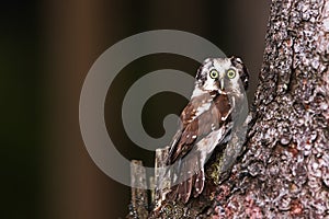 Boreal owl or Tengmalm`s owl Aegolius funereus is hidden by the tree