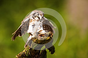 Boreal owl or Tengmalm`s owl Aegolius funereus landed on the old trunk