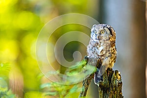 The boreal owl or Tengmalm`s owl Aegolius funereus, portrait of this bird sitting on a perch in the forest. The background is