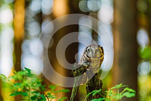 The boreal owl or Tengmalm`s owl Aegolius funereus, portrait of this bird sitting on a perch in the forest. The background is