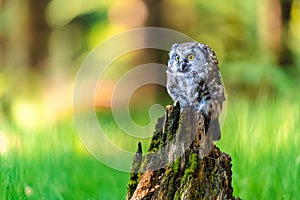 The boreal owl or Tengmalm`s owl Aegolius funereus, portrait of this bird sitting on a perch in the forest. The background is