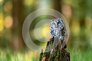 The boreal owl or Tengmalm`s owl Aegolius funereus, portrait of this bird sitting on a perch in the forest. The background is