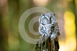 The boreal owl or Tengmalm`s owl Aegolius funereus, portrait of this bird sitting on a perch in the forest. The background is