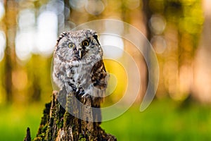 The boreal owl or Tengmalm`s owl Aegolius funereus, portrait of this bird sitting on a tree trunk in the forest. The background